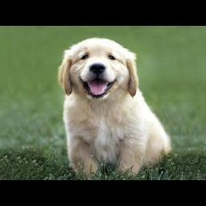 Meet your Posher, Marilyn